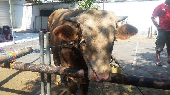 sapi qurban
