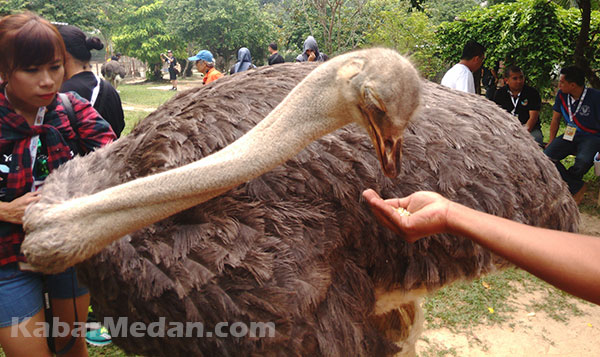 Memberi makan burung unta di PD Ostrich Farm