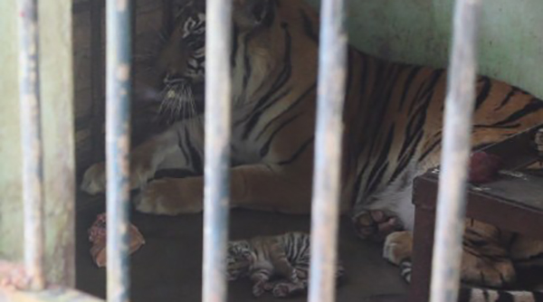 bayi-harimau-sumatera