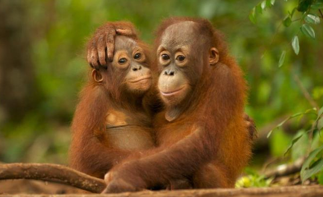 ORANG UTAN