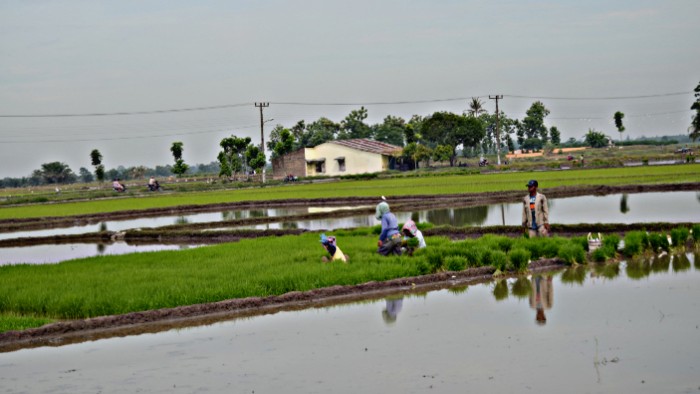 Realisasi tanam
