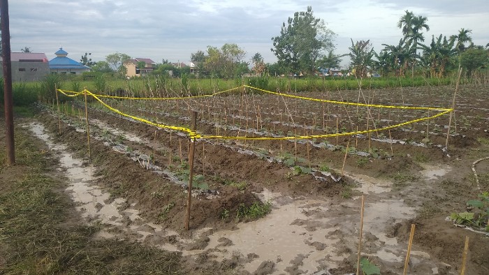 Mayat ladang timun