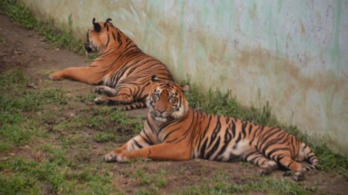 Meddanzoo