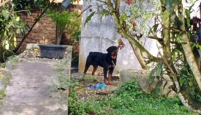 ROTWEILER