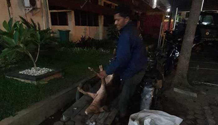 bangkainya-babi