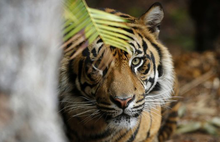 harimau-sumatera