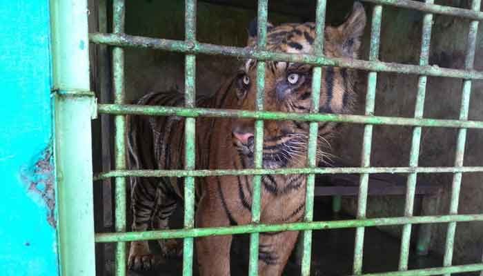 Medan Zoo Dibuka 5 Juli, Lansia dan Balita Dilarang Masuk