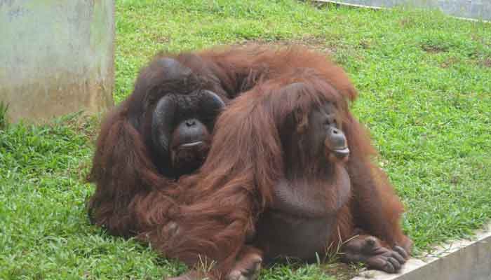 Medan Zoo Dibuka 5 Juli, Pengunjung Gratis Masuk Selama Masa Uji Coba
