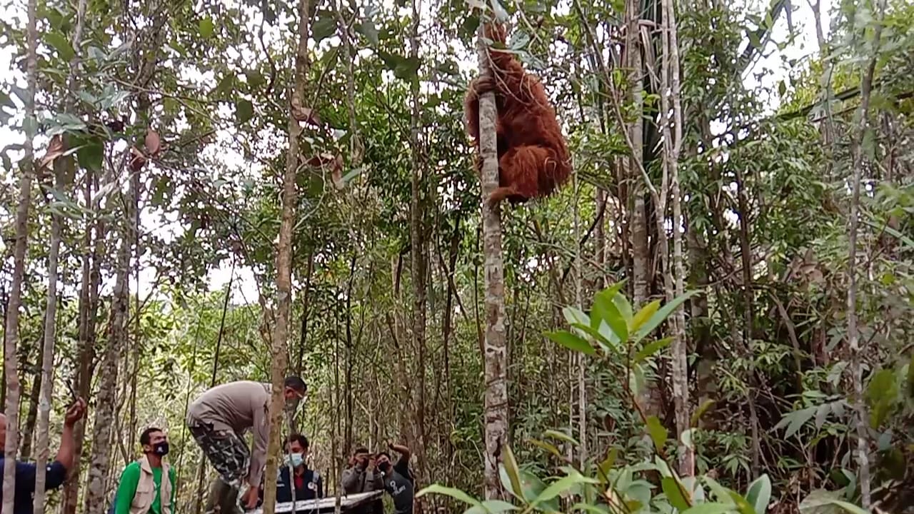 Orangutan Tapanuli