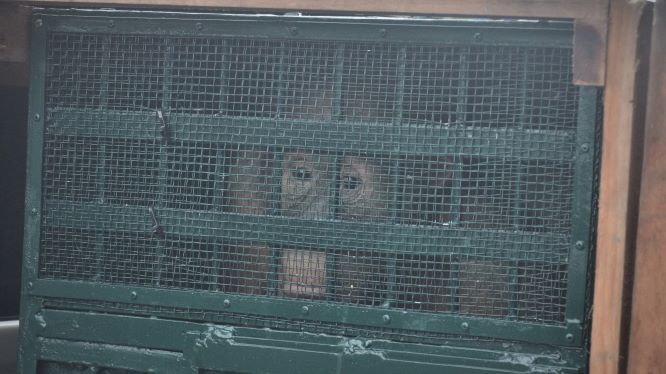 orangutan sumatera repatriasi