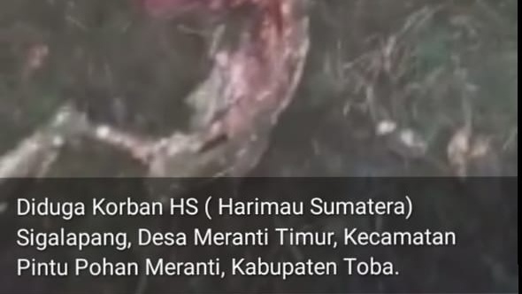 harimau di tobasa (1)