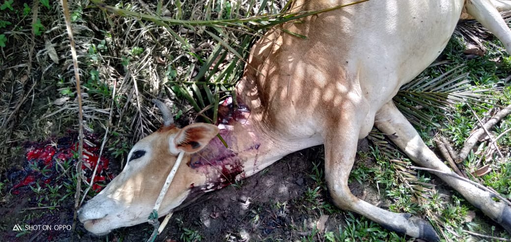 lembu dimangsa harimau di selayang lau damak - 8 januari 2021