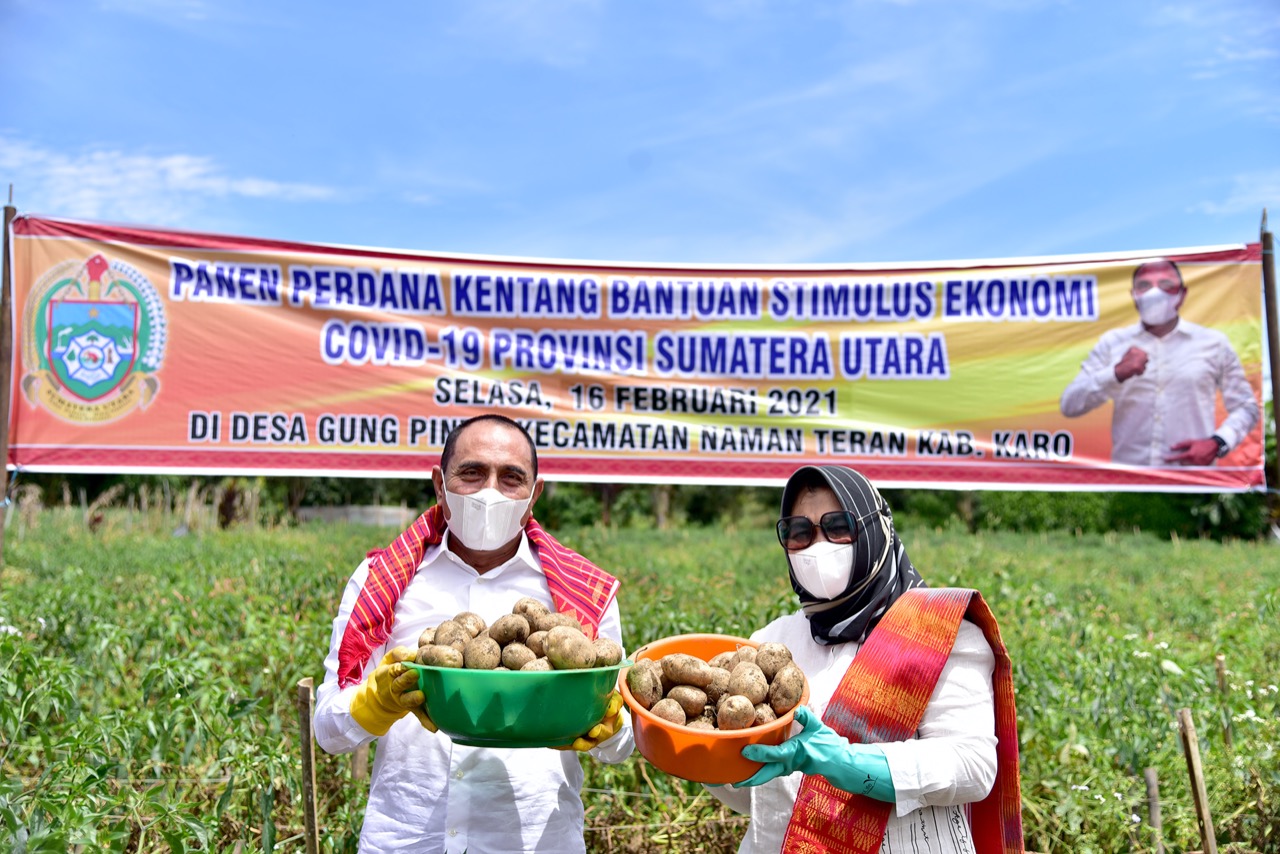 panen perdana kentang di karo