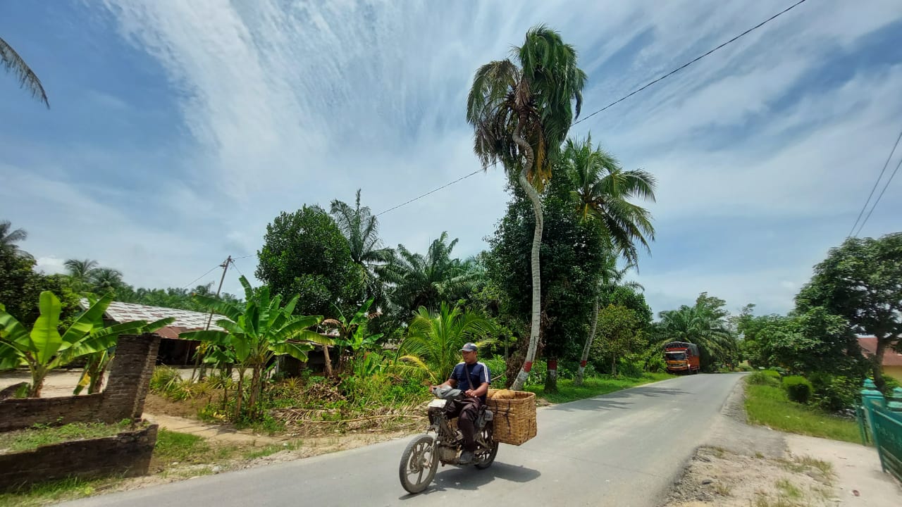 pohon kelapa seperti ular