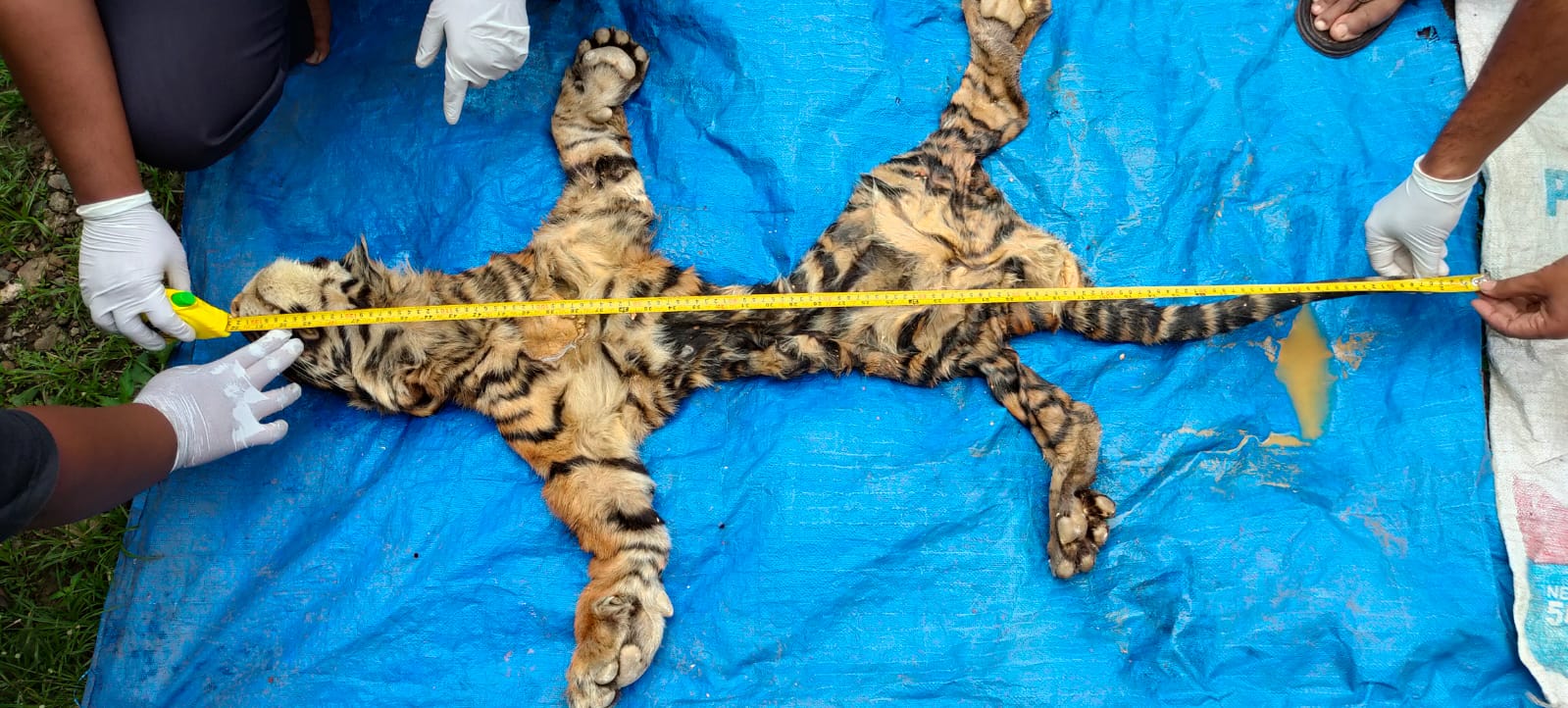 kulit harimau di bener meriah