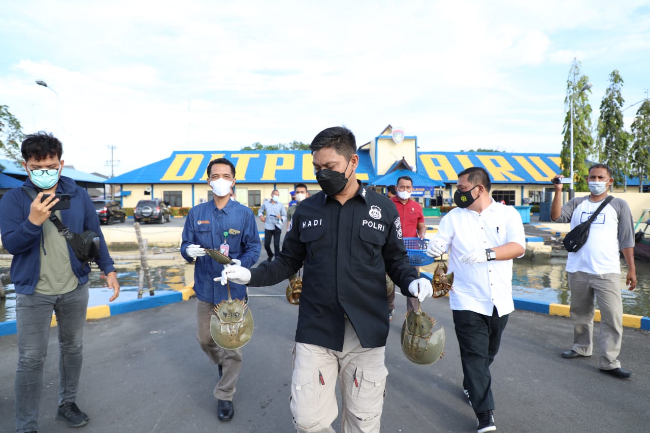 nelayan ditangkap karena belangkas