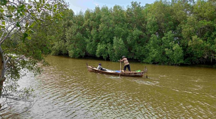 Data Nasional ICCAs 2026 menunjukkan bahwa Masyarakat Adat dan Komunitas Lokal merupakan pelaku utama konservasi di Indonesia. Di pesisir, peran itu terlihat dari hutan mangrove yang tetap terjaga dan terus menjadi sumber kehidupan bagi nelayan tradisional.