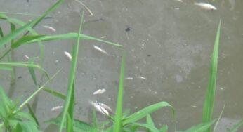 Sungai di Liberia Diduga Tercemar Limbah Pabrik Ubi, Warga Temukan Ikan Mati