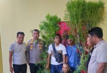Polisi Gerebek Rumah Buruh Bangunan di Dolok Masihul, Amankan Dua Batang Pohon Ganja dari Dapur