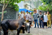 Idul Adha 1447 Hijriah, Pemkab Sergai Salurkan Qurban 173 Ekor Lembu dan 3 Ekor Kambing