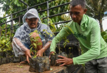 Rehabilitasi Hutan Adat, GJI Distribusikan 10.000 Bibit Kemenyan