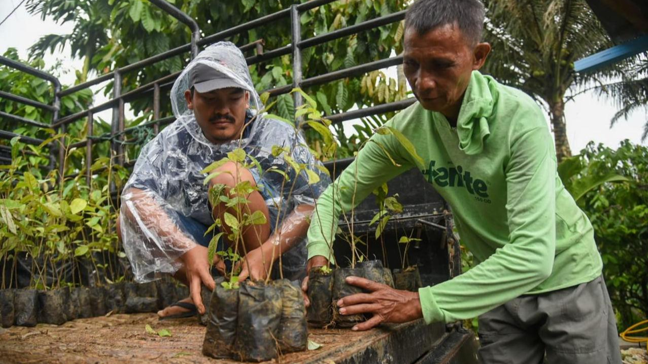 10.000 Bibit Kemenyan 1